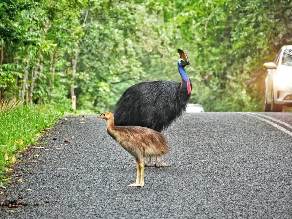 a couple of birds standing on the side of a road, cassowary facts