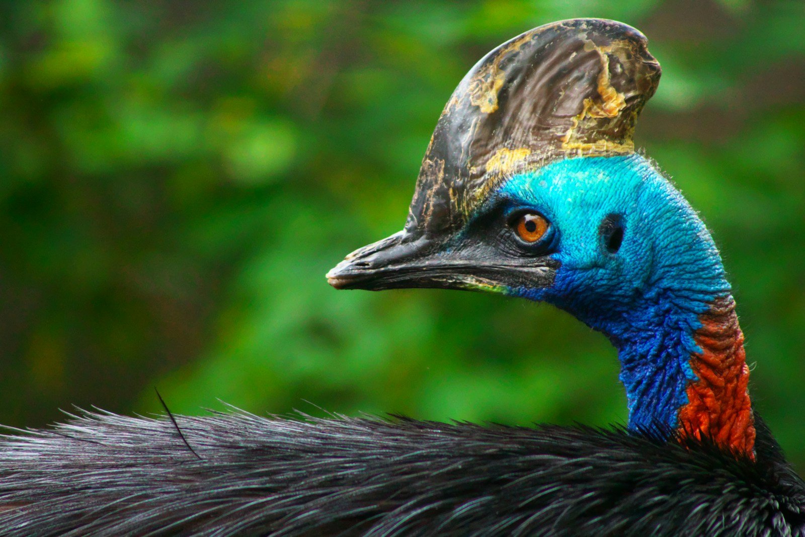 a close up of a bird with a very colorful head