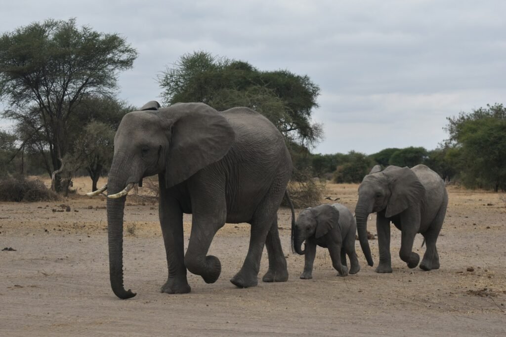 a group of elephants walk across a dirt road, Animal Migration