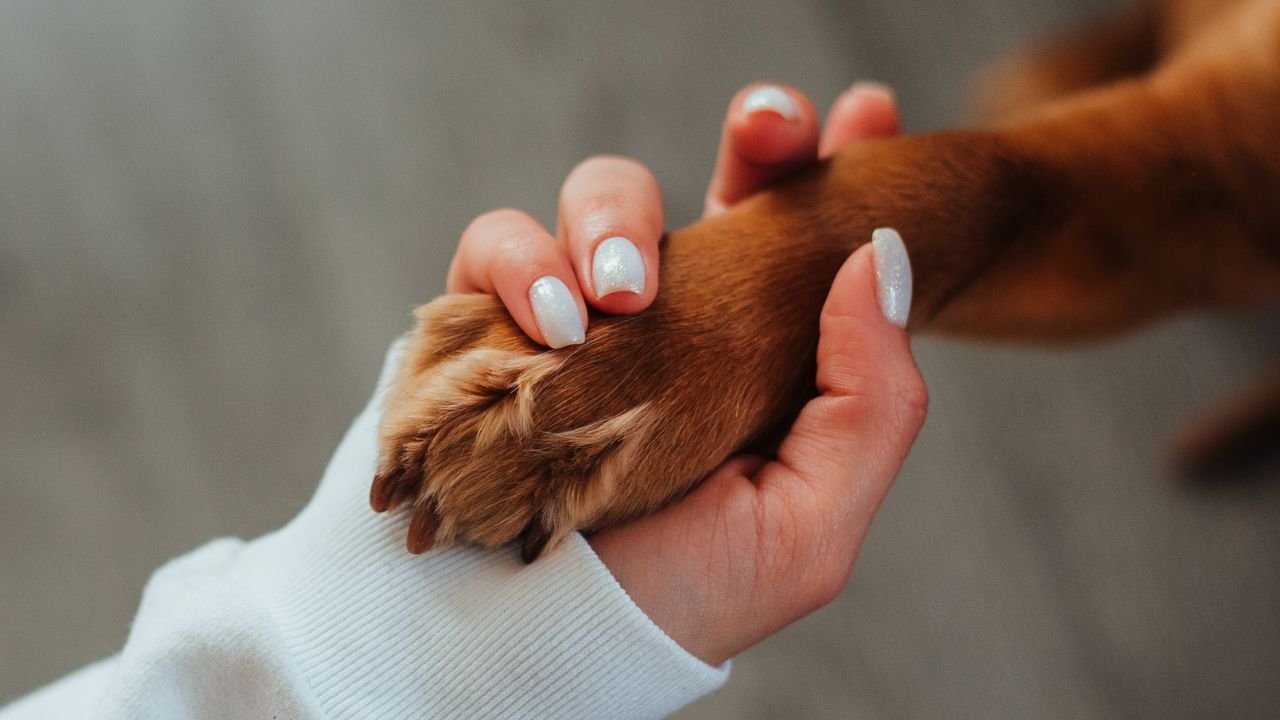 The Science Behind Why Dogs Are So Loyal