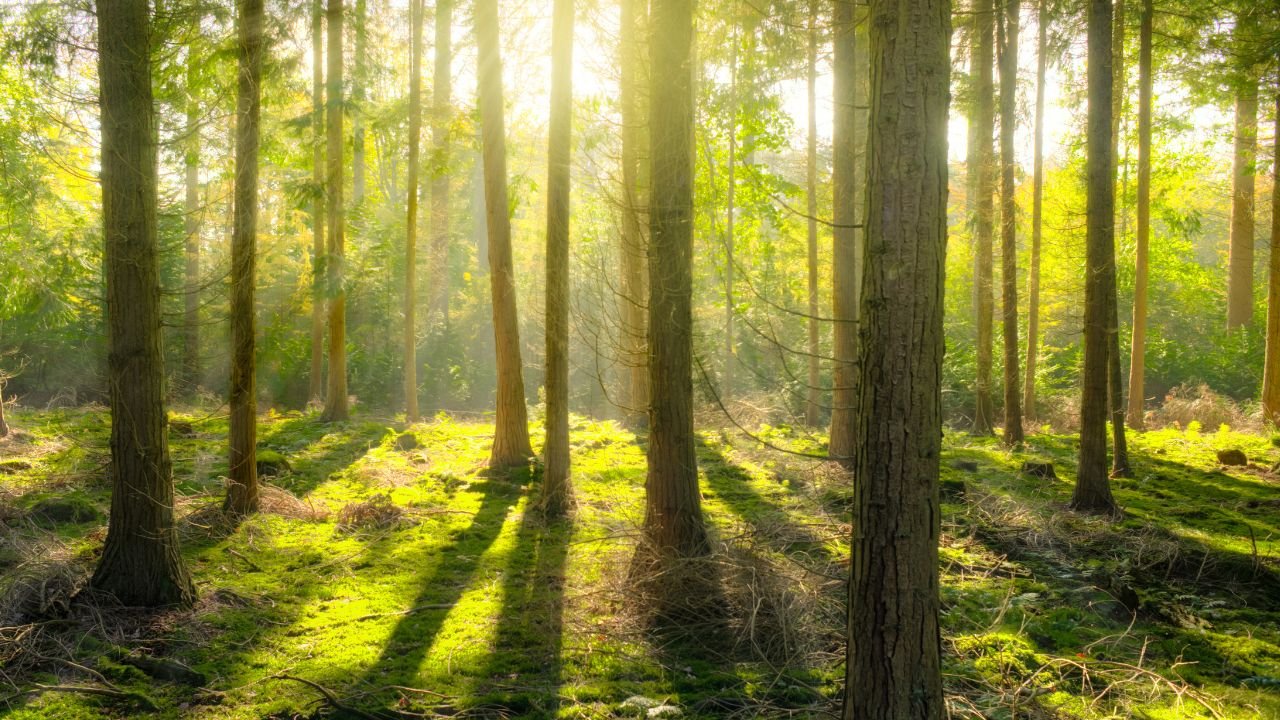 Why Trees Matter The Importance of Forest Conservation